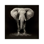 Wall art canvas Elephie mdf 100x3x100cm