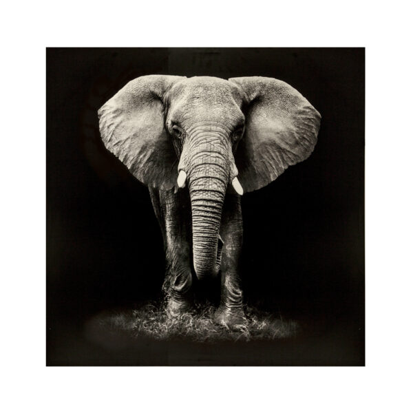 Wall art canvas Elephie mdf 100x3x100cm