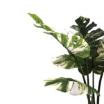 Decorative plant Monstera I in a pot Inart green pp H90cm - Image 2
