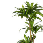 Decorative plant Dracaena I in a pot Inart green pp H170cm - Image 2