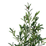 Decorative plant Olive tree in a pot Inart green pp H120cm - Image 2