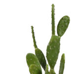Cactus decorative plant in a pot Inart green pp H64cm - Слика 2