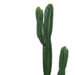 Decorative plant Cactus I in a pot Inart green pp H155cm - Image 2