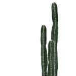 Decorative plant Cactus II in a pot Inart green pp H155cm - Слика 2