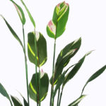 Ornamental plant in pot Lucky I Inart green D80x210cm - Слика 2