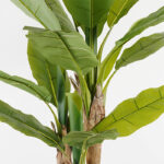 Decorative plant in a pot Banana Tree Inart green D53x190cm - Слика 2