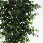 Decorative plant in pot Banyan Inart green D95x180cm - Слика 2