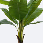 Decorative plant in a pot Musa Inart green D105x180cm - Слика 2