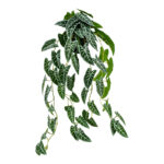 Decorative hanging plant Ancor green 30x22x70cm